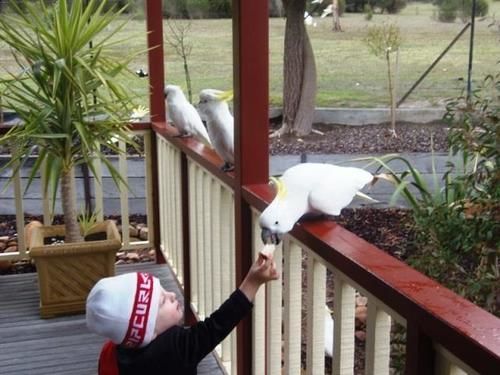 Halls Gap Valley Lodges Екстериор снимка